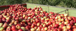 Pressermitteilung: Schon jetzt Äpfel ernten und pressen