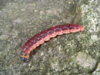 Weidenbohrer