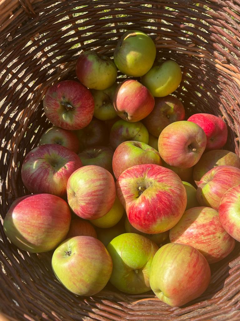 Sonntag, 01.09.2024 Spaziergang im  Apfel-Sortengarten Hofheim-Marxheim