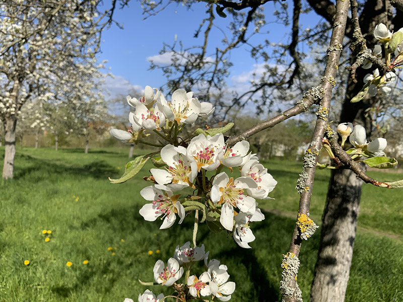 24.04.24 Abend-Spaziergang durch die Streuobstwiesen in Flörsheim